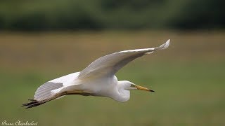 la grande aigrette Ardea alba  Great egret [upl. by Midan332]