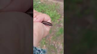 Skink relocation time 🦎😛skink lizard garden tasmania cute shorts olib774 [upl. by Ididn]