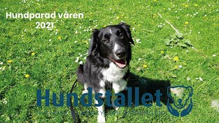 Hundstallets digitala Öppet Hus  hundparad våren 2021 [upl. by Demetra]