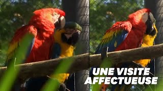 Ce perroquet sauvage rend visite tous les jours à son Roméo du zoo de Rio [upl. by Alyssa]