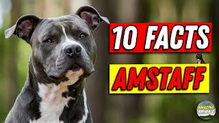 American Staffordshire Terrier 101  10 Facts for Owners [upl. by Vanny548]