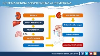 SISTEMA RENINA ANGIOTENSINA ALDOSTERONA  Morfofisiología [upl. by Garfield]