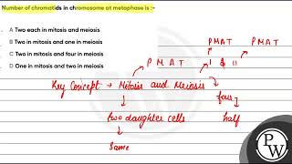 176 Number of chromatids in chromosome at metaphase is  1 Two each in mitosis and meiosis [upl. by Longmire]