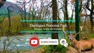 Dachigam national park srinagar jammu and kashmir  trout fishing  Hangul Kashmir Stag  tripivibes [upl. by Chelton88]