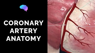 Coronary Artery Anatomy 3D Anatomy Tutorial  UKMLA  CPSA [upl. by Ecnerual]