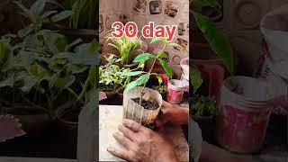 allamanda plant cuttings grow  allamanda flower plant care  allamanda plant care in hindi [upl. by Flanna]