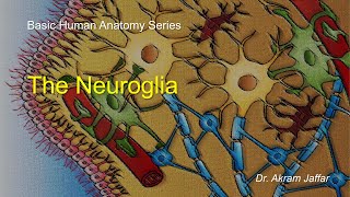 Neuroglia [upl. by Annaiuq]