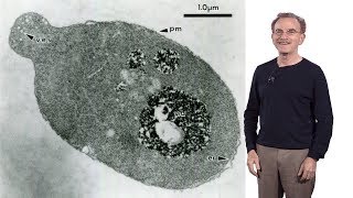 Randy Schekman HHMI amp UCB 1 Secretory Pathway How cells package amp traffic proteins for export [upl. by Ardys]