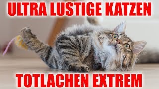 Lustige Katzen Videos zum TOTLACHEN EXTREM 😂 [upl. by Bergwall579]