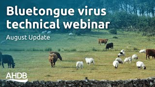 Bluetongue Virus  August Update  AHDB Webinar [upl. by Lamori]