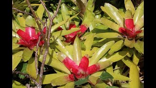 Bromeliads TILANDSIA AECHMEAGUZMANIANEOREGELIA [upl. by Ahael]