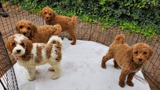 The Cutest Red Goldendoodle Puppies ever 😱😭🙉❤️‍🔥 [upl. by Russon]