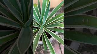 Agave plant gardening trending ytshorts garden gardenplants husnayaseenvlog [upl. by Wurtz]