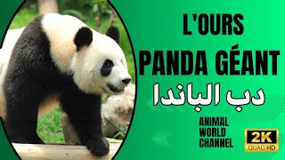 Le panda géant est une espèce de mammifères habituellement classée dans la famille des ursidés [upl. by Ynafets]