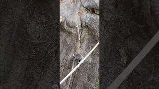 Ringtailed Lemur and Crowned Lemur climbing down at Oakland Zoo [upl. by Tawsha]