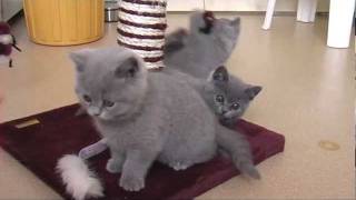 Kittens 8 12 week oud Blauwe Britse Korthaar [upl. by Lemal]