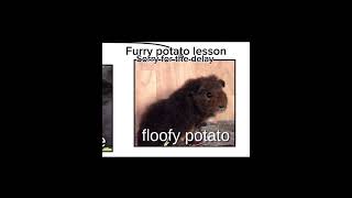 Furry potato lesson [upl. by Newhall]