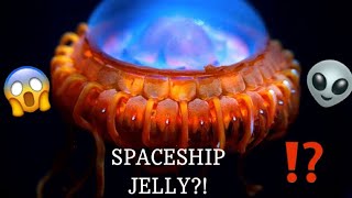 DEEP SEA UFO ATOLLA JELLYFISH [upl. by Iel]