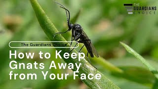 How to Keep Gnats Away from Your Face  The Guardians Choice [upl. by Dolorita]