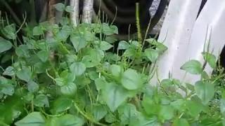 Nature Plant Clearweed  Peperomia Pellucida  Pepper Elder  Shining Bush Plant  Cang Cua in US [upl. by Anagrom955]