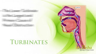 Radiofrequency Turbinate Reduction  Nasal Congestion amp Nasal Blockage Treatment [upl. by Samot779]