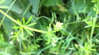 Cleavers Galium Aparine  Stickywilly  20120623 [upl. by Yrrad]