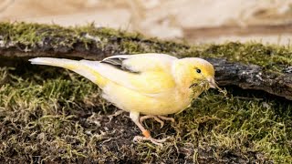 kanarienvogel singt [upl. by Laveen]