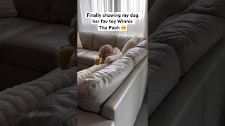 Cockapoo Watches Her Favourite Toy on TV in The Cutest Way [upl. by Radek306]