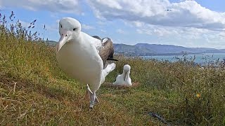 Incubating Albatross Receives A Visit From A Neighbor In New Zealand  DOC  Cornell Lab [upl. by Adnowal]