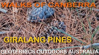 Giralang Pines  Walks of Canberra series  Canberra hiking track in a beautiful pine forest [upl. by Hajar]