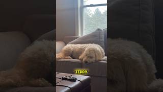 Calling my miniature goldendoodle and getting ignored miniaturegoldendoodle goldendoodle [upl. by Olds]