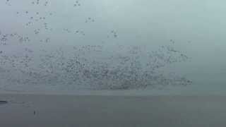 Geese at Snettisham [upl. by Esojnauj]