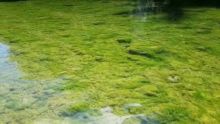 Message à lattention des pêcheurs de la haute rivière dAin [upl. by Lunneta]