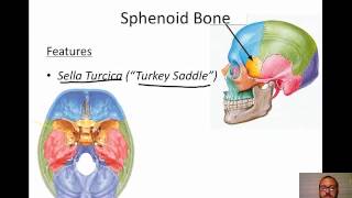 Cranial Bones [upl. by Garrot175]