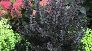 Proven Winners® Gardener Channel Proven Winners® MustHave Shrubs [upl. by Flossie]