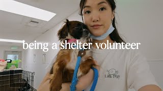 what its like volunteering at the shelter wholesome week hiking amp visiting friends [upl. by Ystap886]