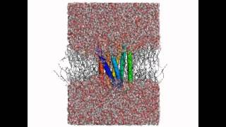 GPCR inside a phospholipid membrane surrounded by water [upl. by Piwowar251]