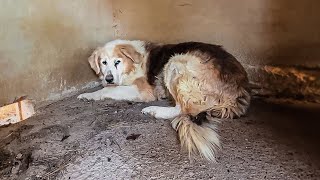 Shocking Dog forced to spend his entire life in isolation [upl. by Lessard340]