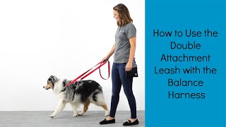 The Perfect Leash for Strong Pullers  How to use the Double Attachment Leash w the Balance Harness [upl. by Broeder]