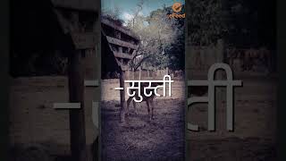 नवजात पशुओं को इस घातक बीमारी से बचाएं। paratyphoid Disease shorts viralshorts trendingshorts [upl. by Leahpar]