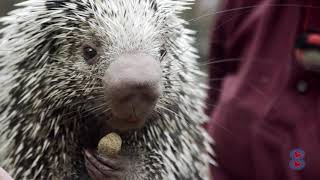 5ive Fun Facts Prehensile Tailed Porcupine [upl. by Lennon]