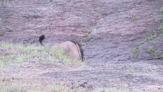 Lion Family at Sasan Gir 2 [upl. by Ned584]