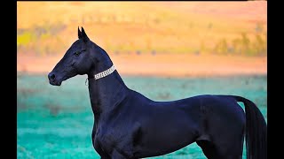 Top 5 The Most Expensive Horses In The World Rich Horse Racing Champion [upl. by Orton]