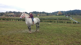 Riding a Percheron draft horse for the first time [upl. by Brookner]