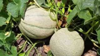 Coltivare il melone cantalupo [upl. by Eitsrik]