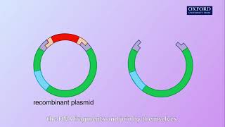 Animation E4 11 Production of human insulin [upl. by Giles453]