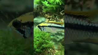 Apistogramma Agassizii Dive into the Captivating World of Colorful Aquarium Fish aquarium fish [upl. by Chasse]