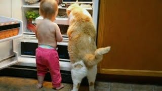 Funniest Cats and dogs Videos😝🐶🐾💫  Cute cats and dogs 😺🐕 [upl. by Akimrej]