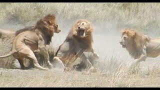 Fight of 4 lions vs 1 part I of V [upl. by Ame]