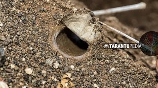 How a tarantula builds a trapdoor lid on its burrow [upl. by Henn480]